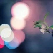 Kodaira Chieの画像