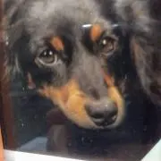 なおひめの画像