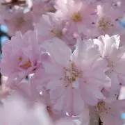 diamの画像