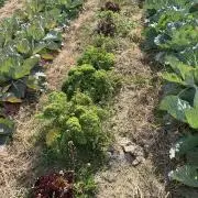 テラfarmの画像