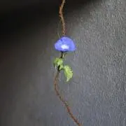 ときどき