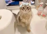 茶久の画像