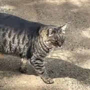 藤