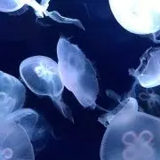 くらげの画像