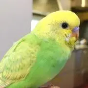 あんこ