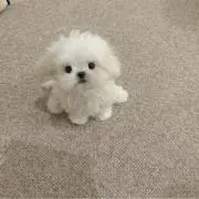 Zzz(無言引取希望)