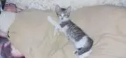 マチコウ