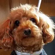 ミュウミュウの画像