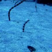 kinakoの画像