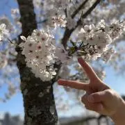 しのぶ
