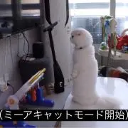 はの画像
