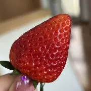 いちごの画像