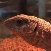 まさやん