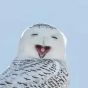 しゅえっとの画像