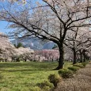 BEL714の画像