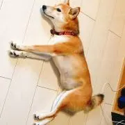 柴ちゃん