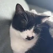 masの画像
