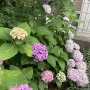 アヒルの画像