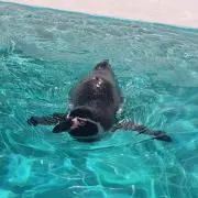 おらんの画像