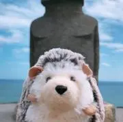 ハリボーの画像