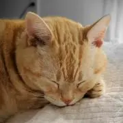 ミルキーの画像