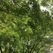 pecoの画像