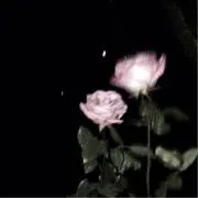 とーふの画像