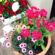 りんこママ