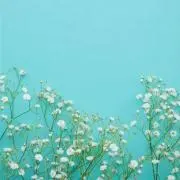 はっしーの画像