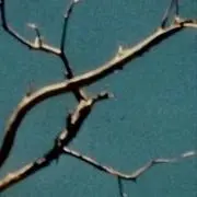 opnuの画像