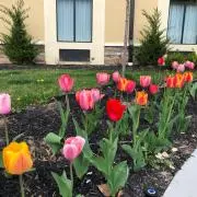 Tulip