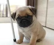 ロッキーの画像