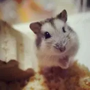 ふな