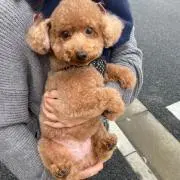 Arareの画像
