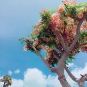Nana＊の画像