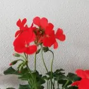 niziiroの画像