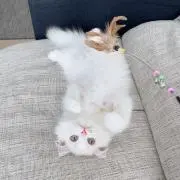 のあの画像