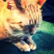 Pi◆プロフ要確認の画像