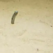 お豆の画像