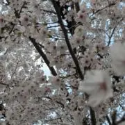 akikawaの画像