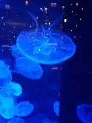 くまりん