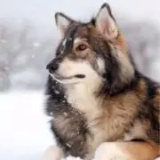 おおがみの画像