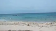 the sea breezeの画像