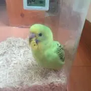 ももちかの画像