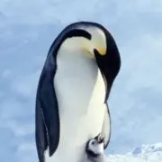 ぺんの画像
