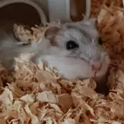 しろねこの画像
