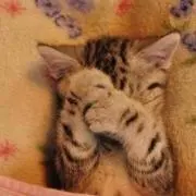ミーナ