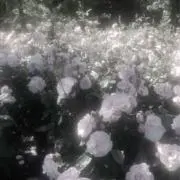 Mの画像
