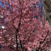 Gooopの画像