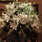 jasmine